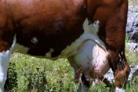 2003 Val d'Is�re 1